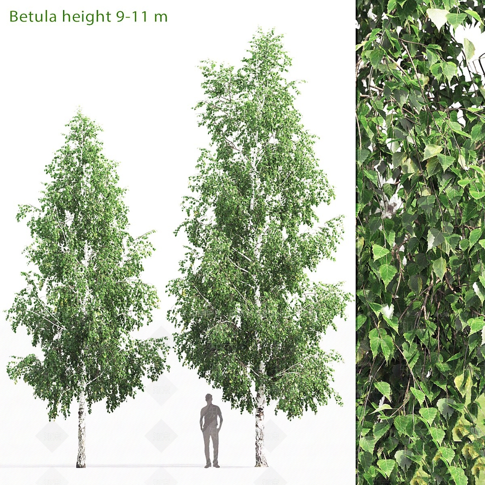其他树木3D模型下载【ID:1193078139】
