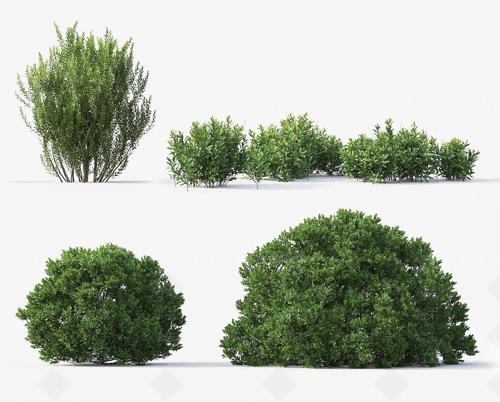 北方杨梅月桂3D模型下载【ID:1193178603】