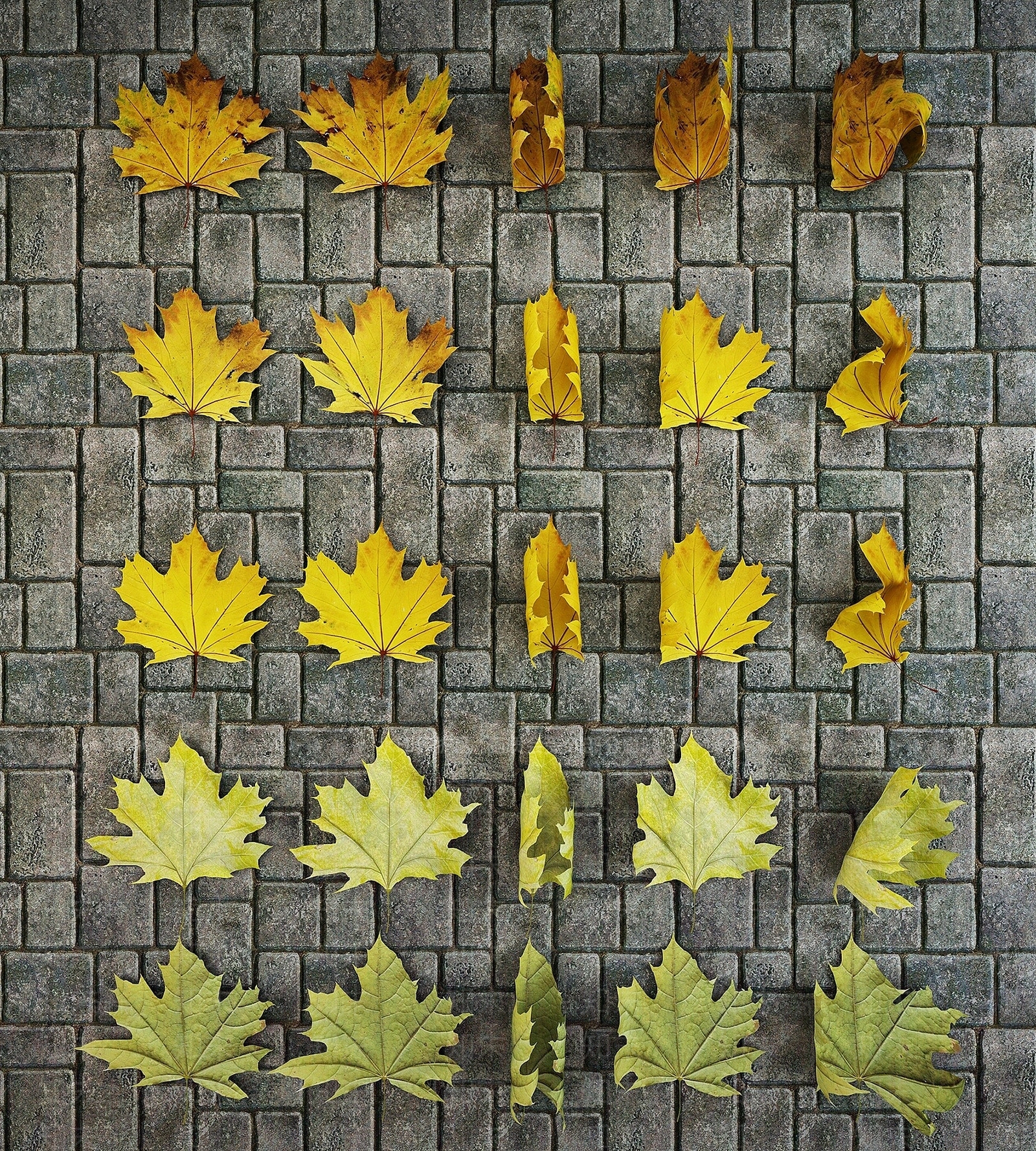 现代枫叶树叶落叶组合3D模型下载【ID:1193192043】