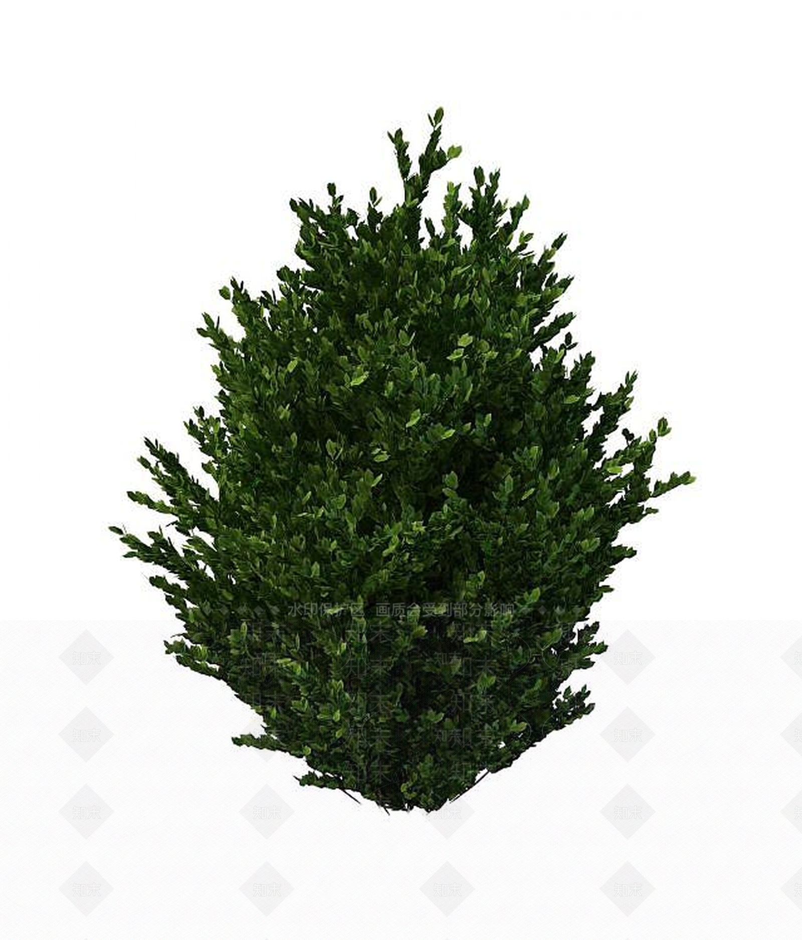 现代直立小叶黄杨3D模型下载【ID:1193221386】