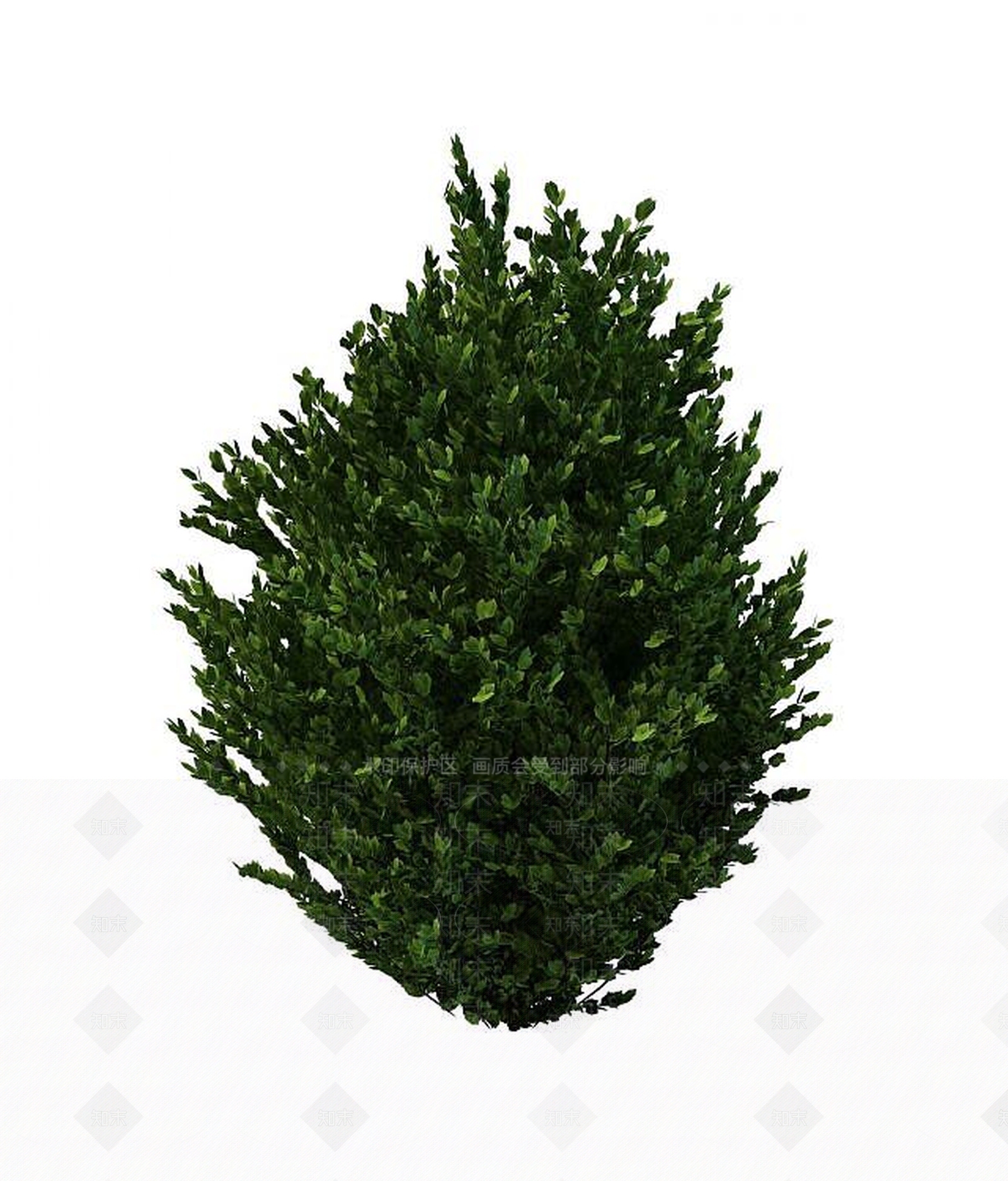 现代直立小叶黄杨3D模型下载【ID:1193221386】
