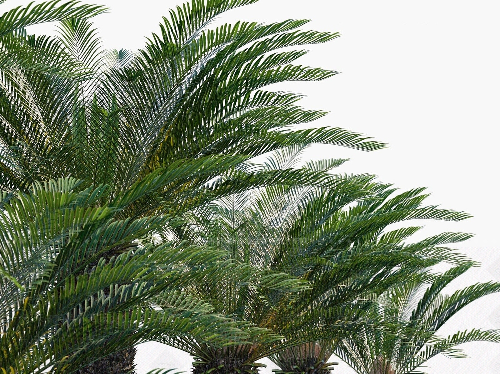 现代植物花草花卉树木苏铁铁树3D模型下载【ID:1193431991】