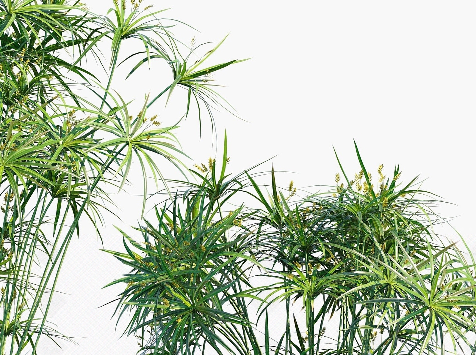 现代花3D模型渲染效果图