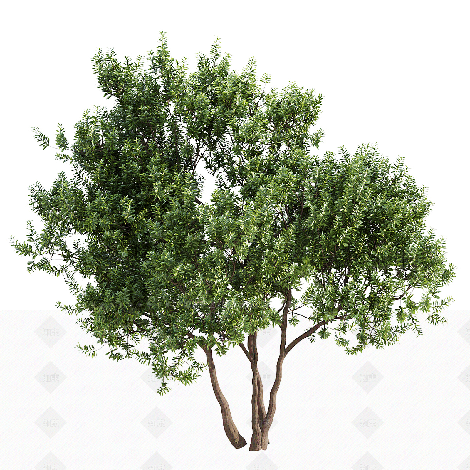 其他树木3D模型下载【ID:1193444160】