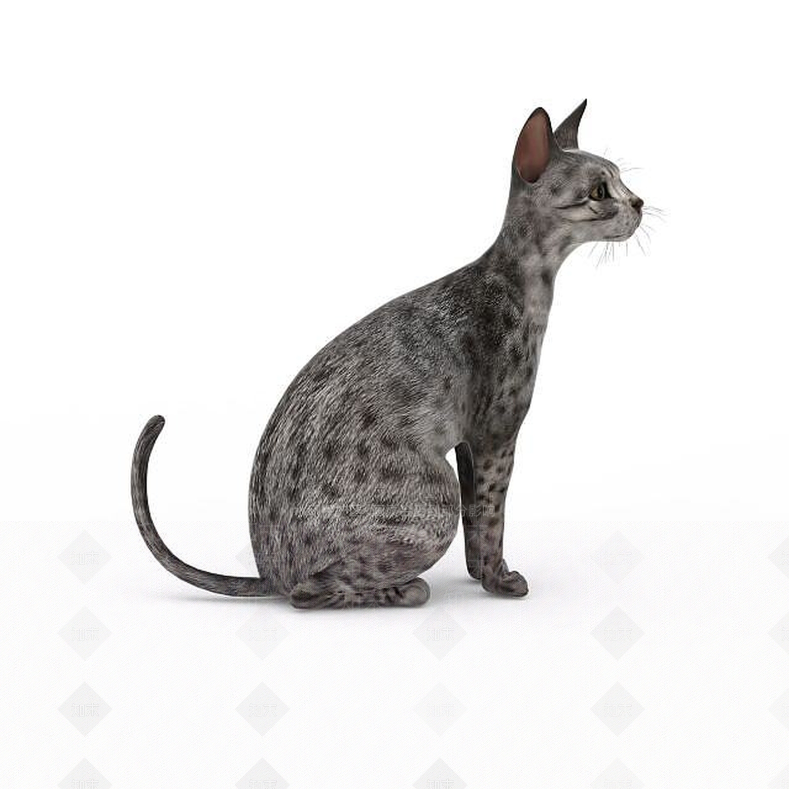 现代爬行类动物3D模型下载【ID:1193455104】