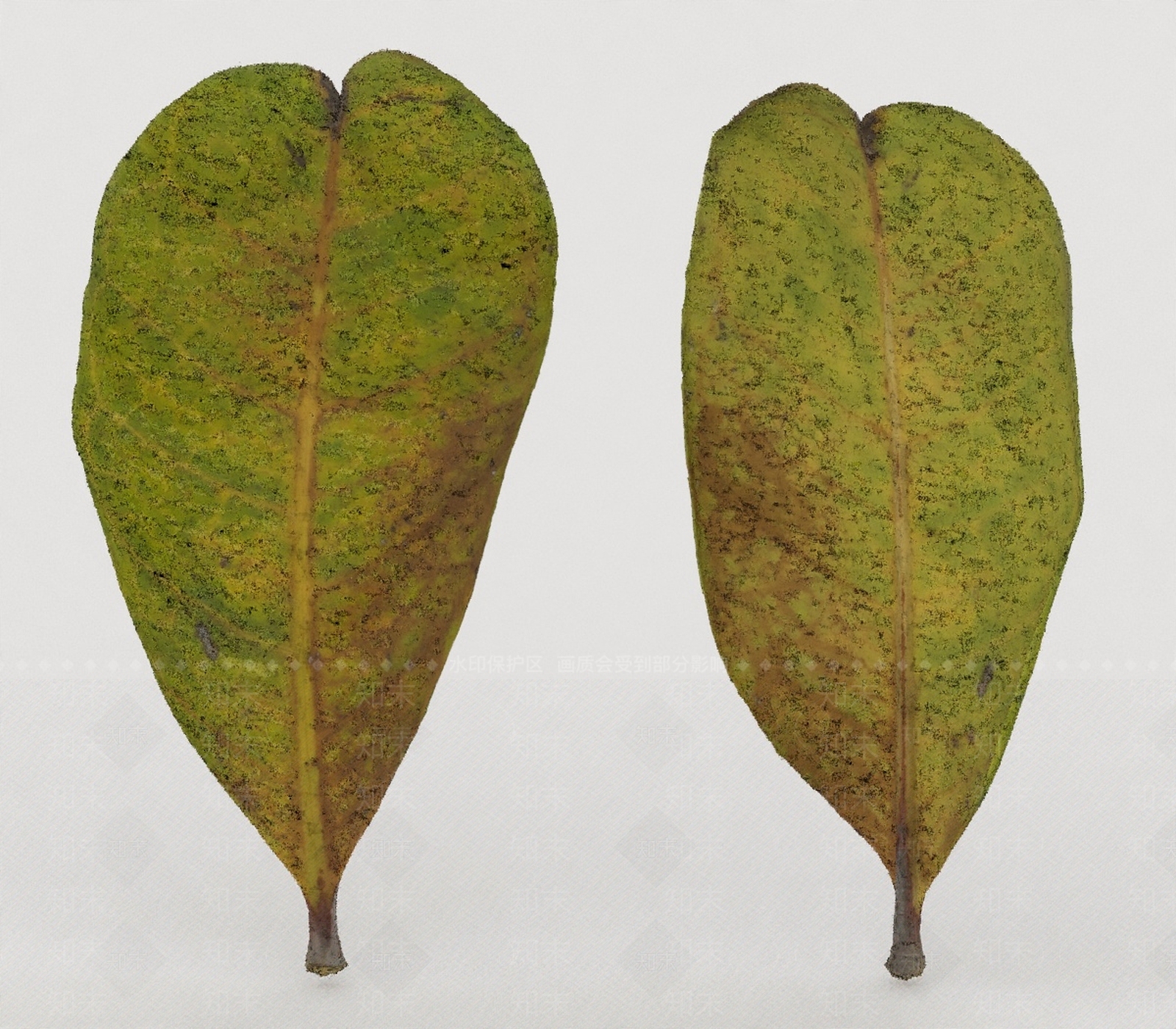 其他树木3D模型下载【ID:1193496014】