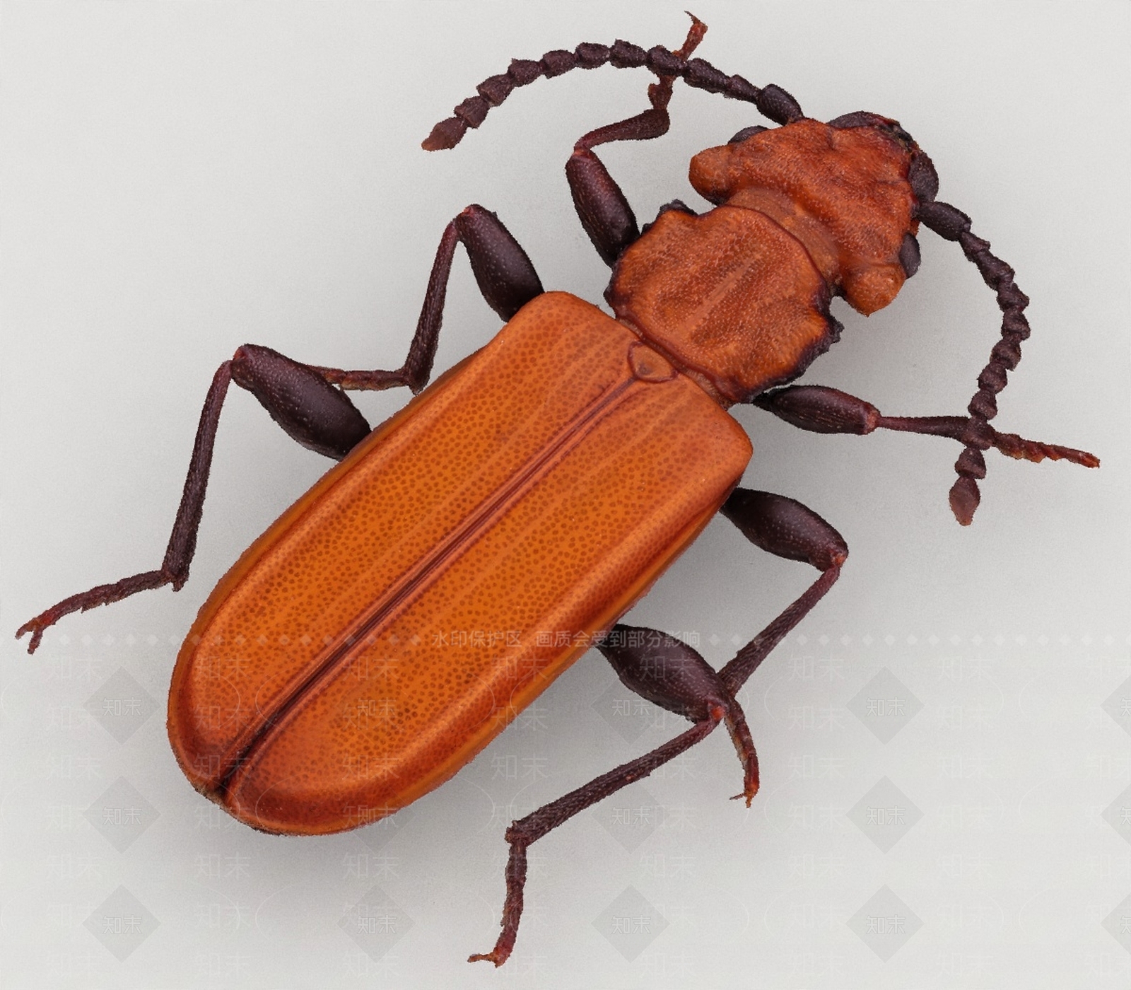 其他动物3D模型下载【ID:1193496697】