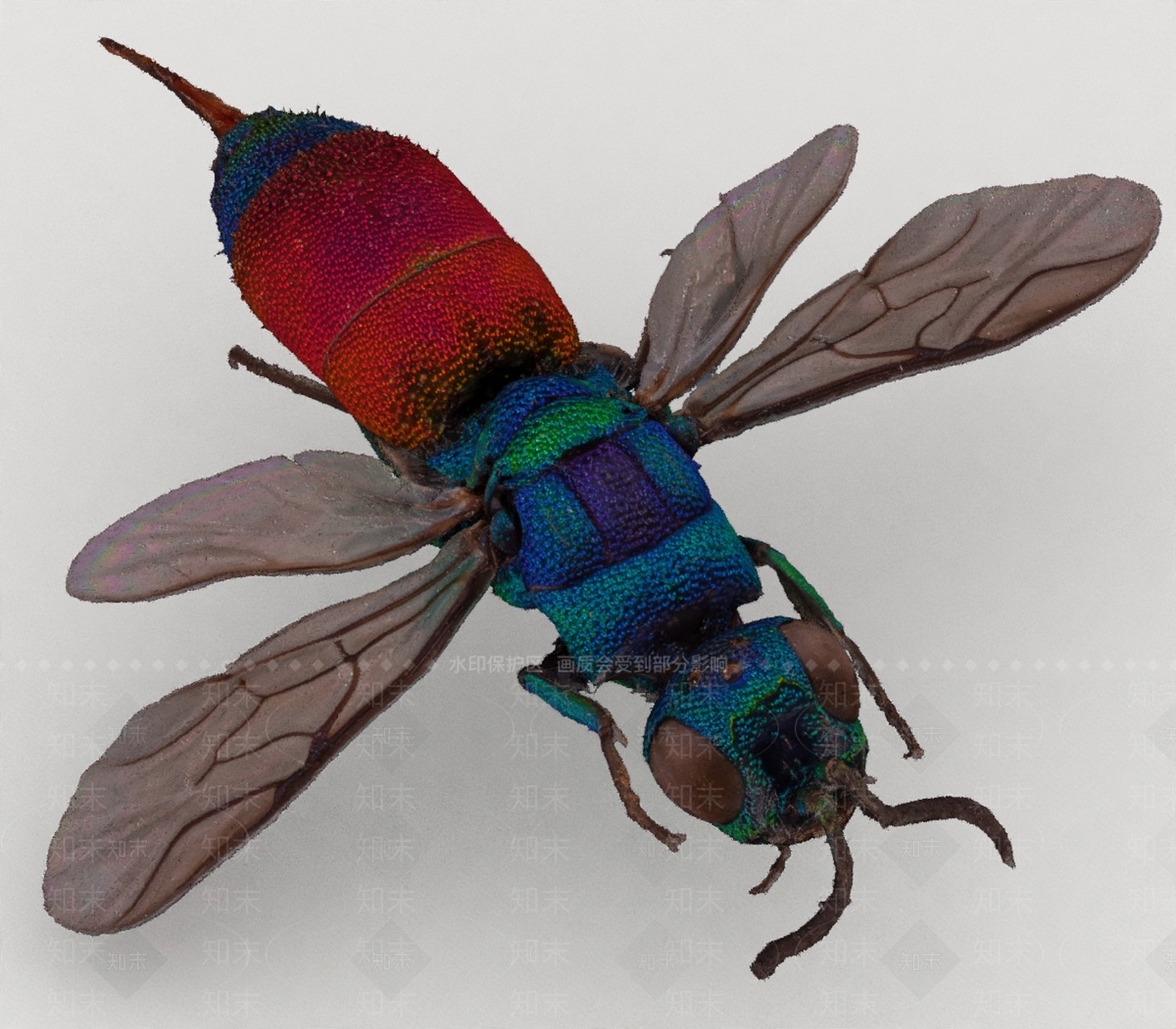 飞行类动物3D模型下载【ID:1193513879】