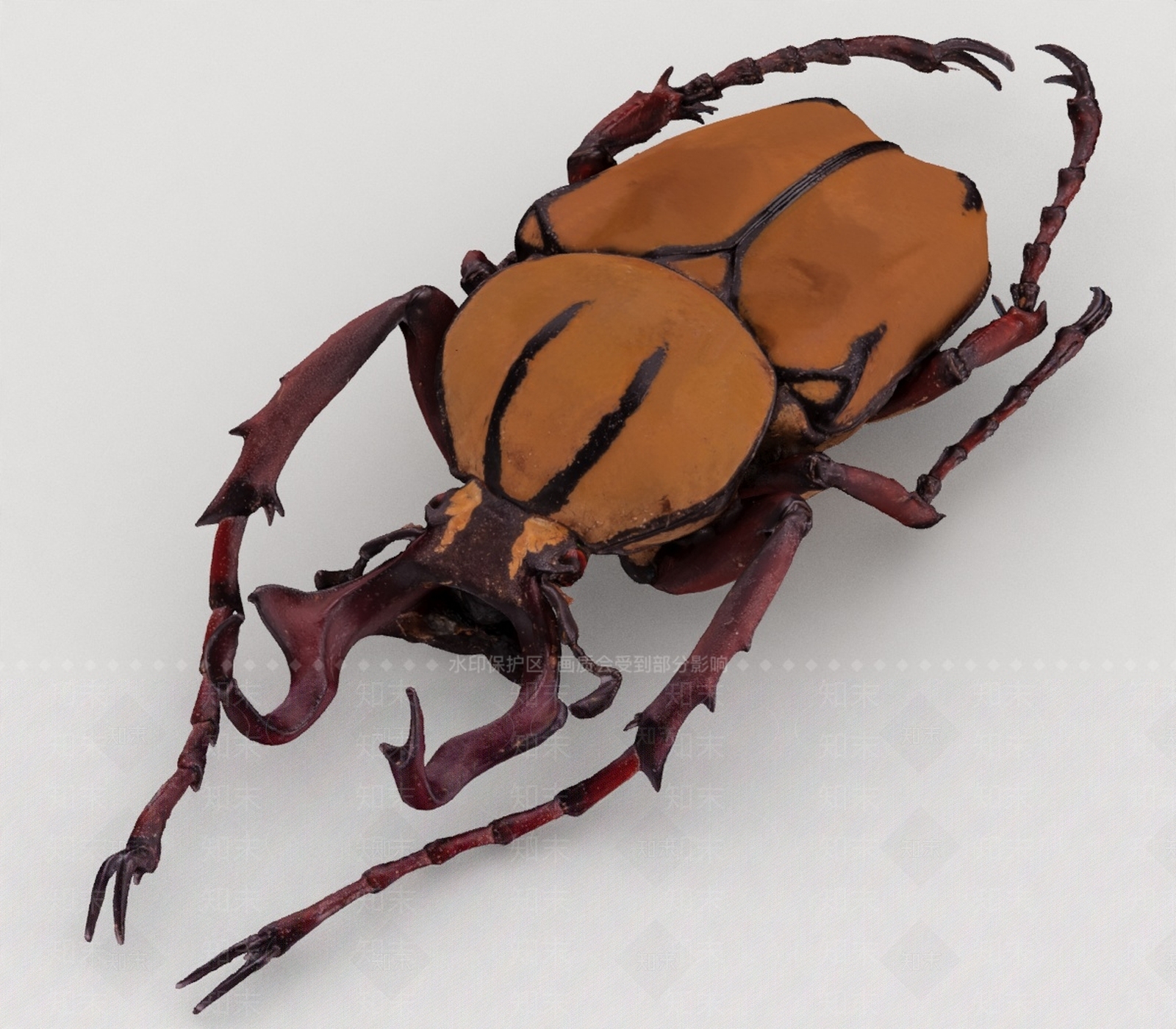 飞行类动物3D模型下载【ID:1193527594】