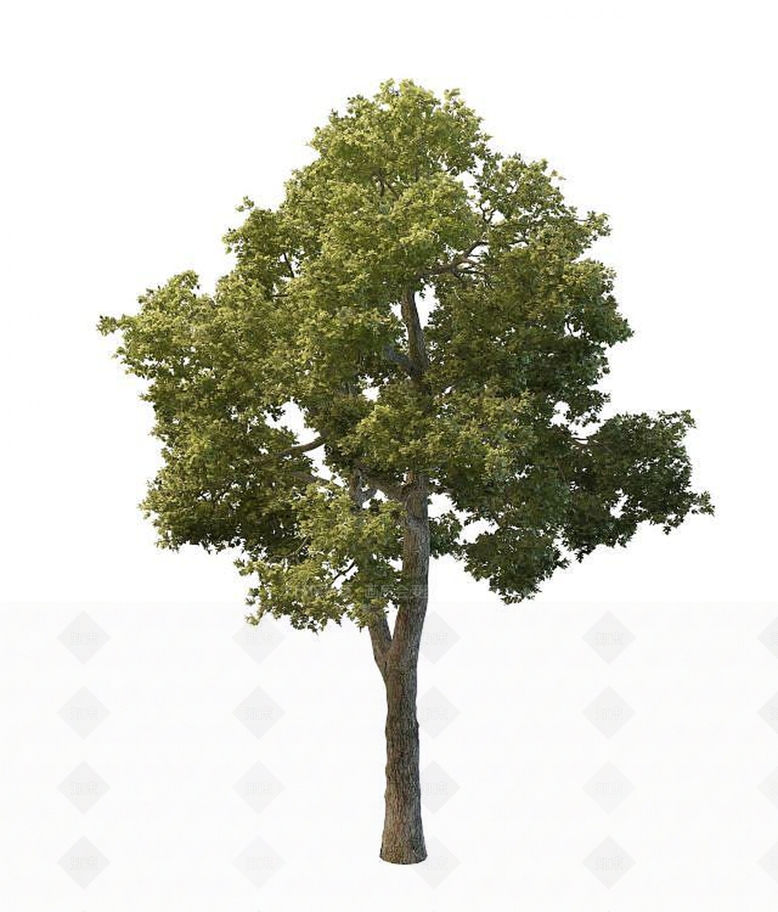 现代道路绿化树3D模型下载【ID:1193551074】