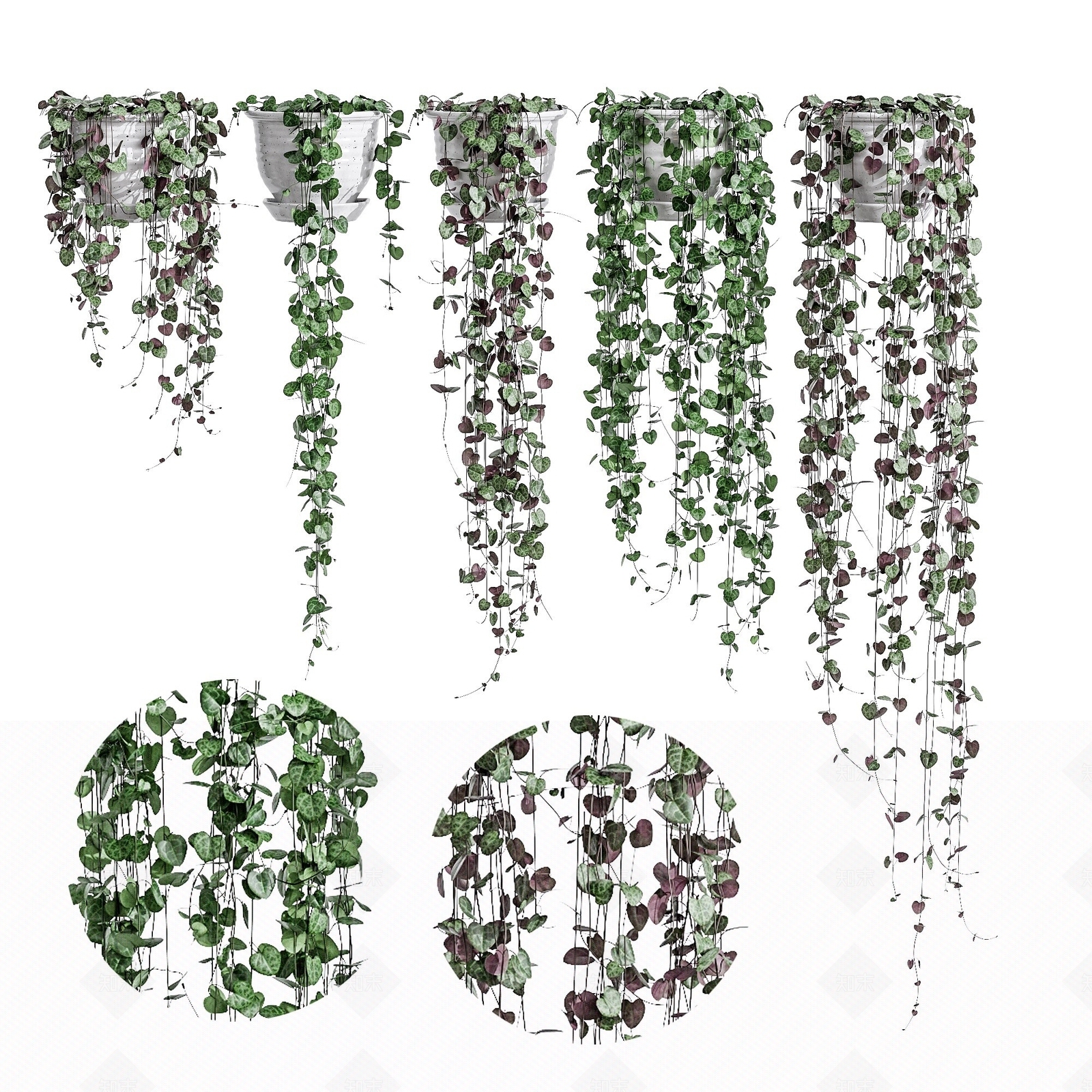 现代植物藤蔓爬山虎3D模型下载【ID:1193567640】