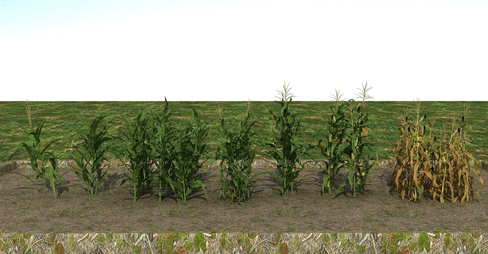 现代玉米苞谷3D模型下载【ID:1193665421】