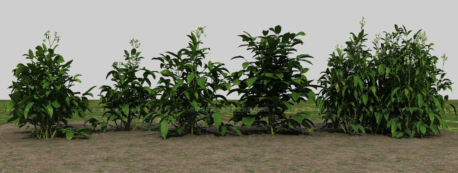 现代农业作物马铃薯3D模型下载【ID:1193665587】