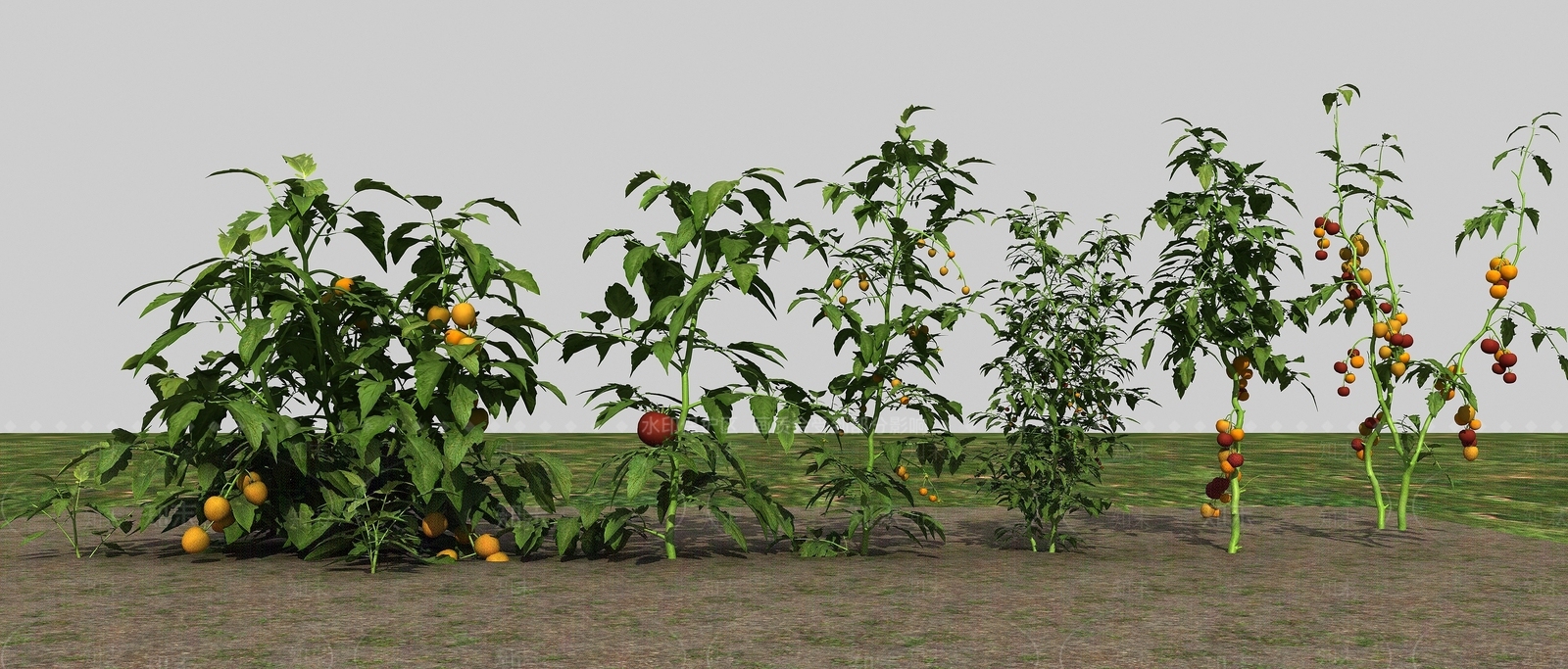 现代农业作物西红柿3D模型下载【ID:1193665628】