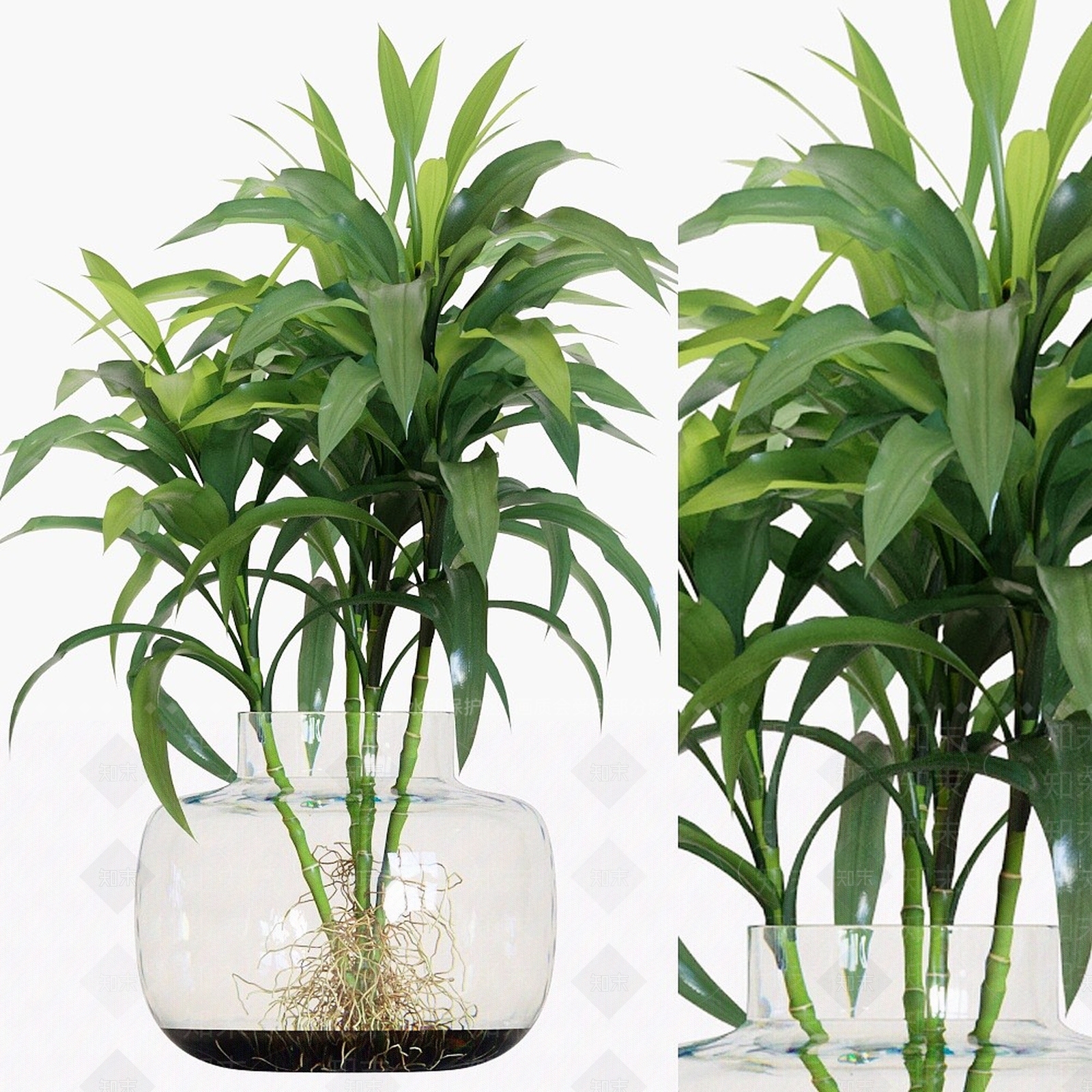 现代水生植物万年青3D模型下载【ID:1193674210】