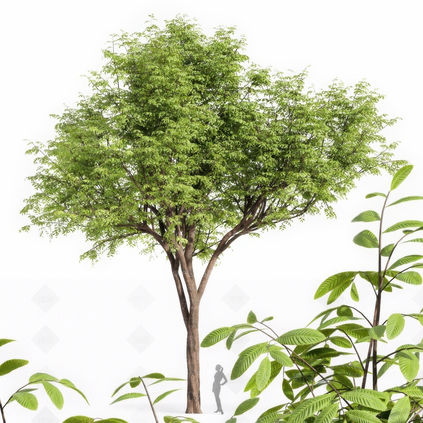 其他树木3D模型下载【ID:1193857009】