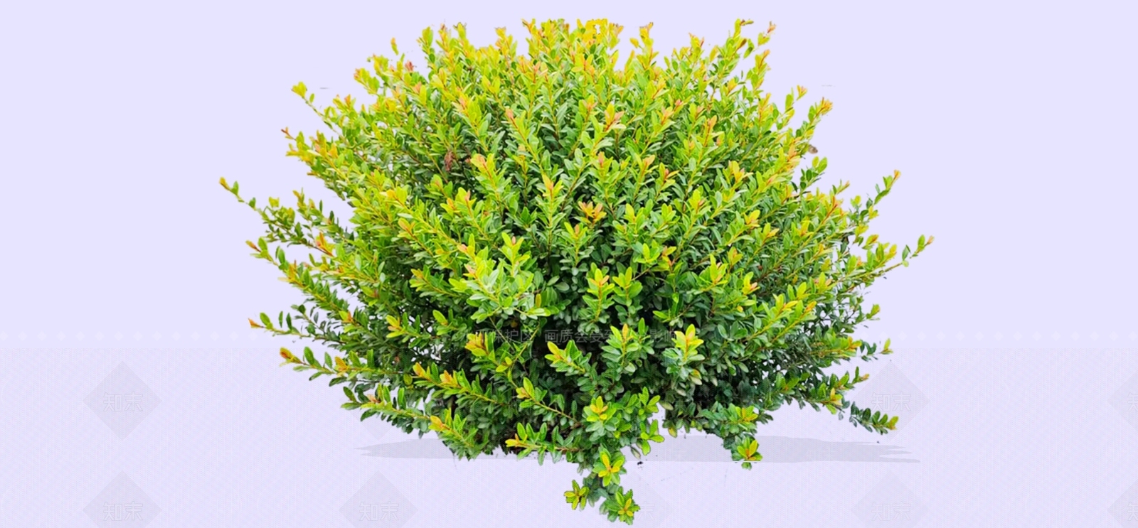 灌木SU模型下载【ID:1193889923】