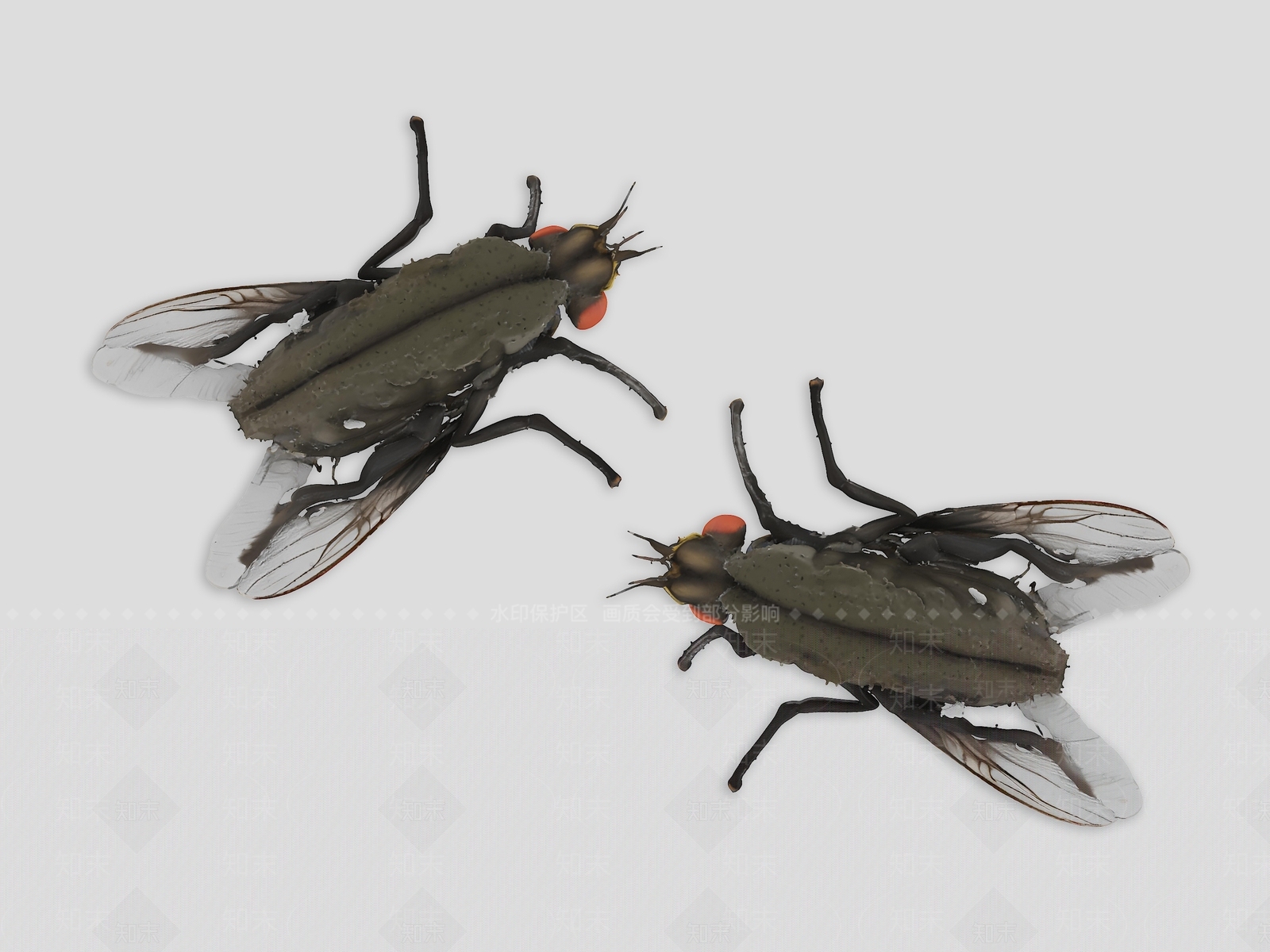 飞行类动物3D模型下载【ID:1193896588】