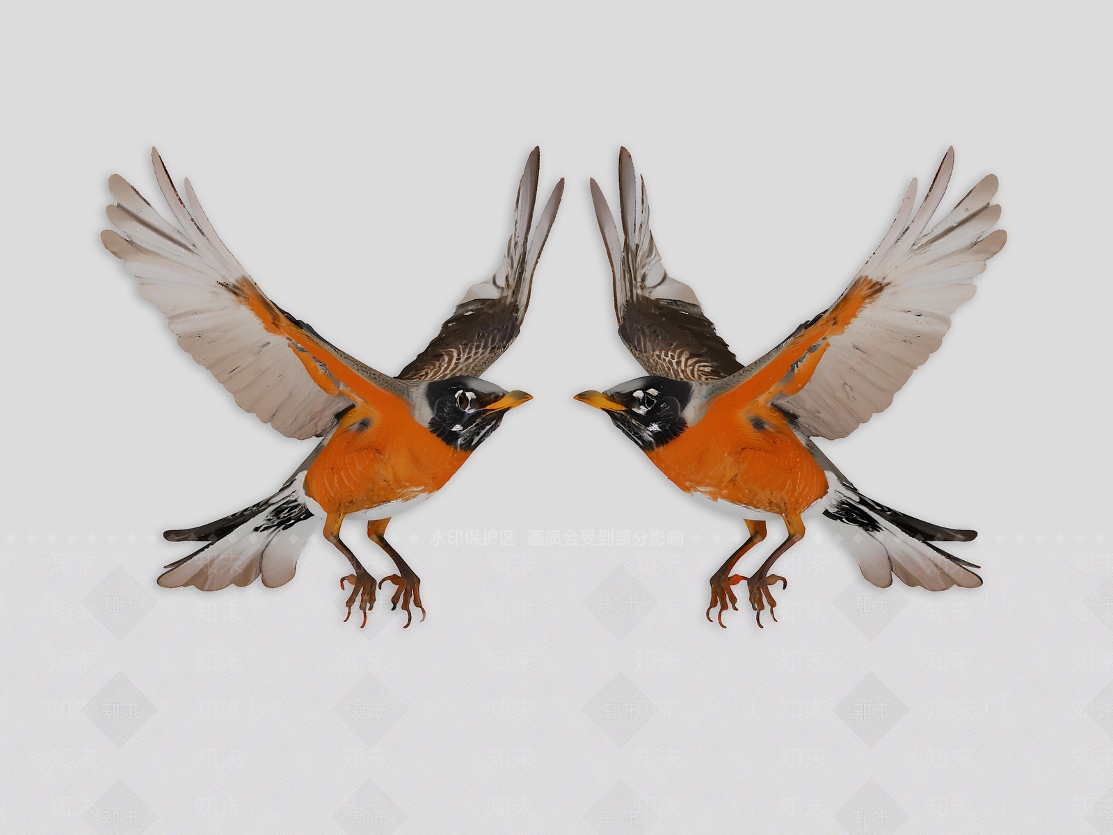 飞行类动物3D模型下载【ID:1193898550】