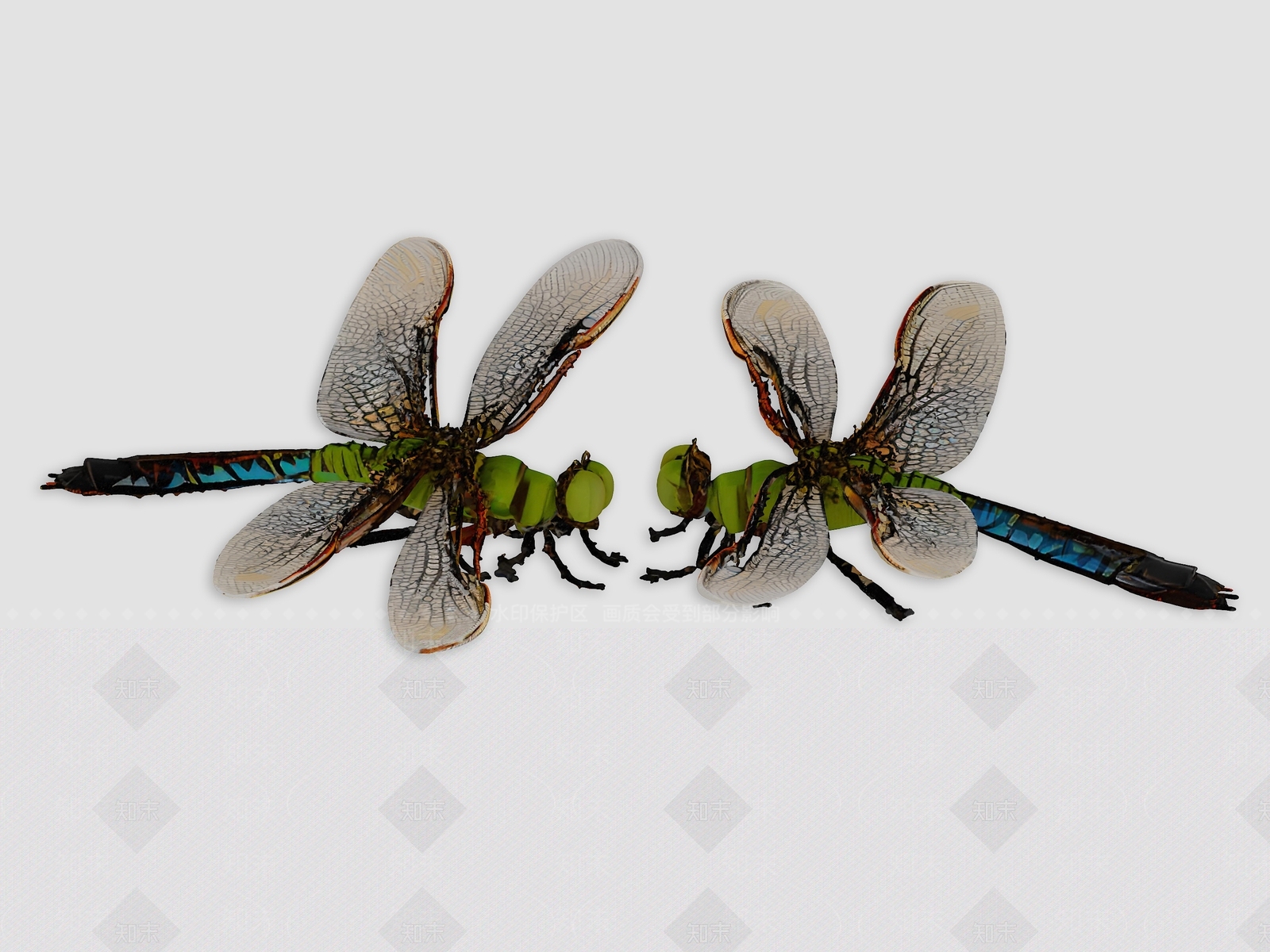 飞行类动物3D模型下载【ID:1193899255】