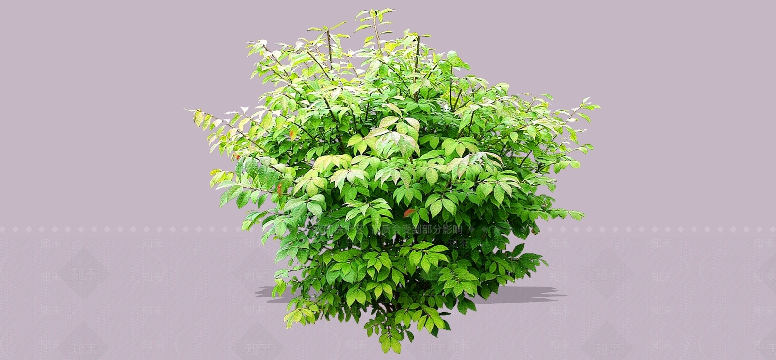 灌木SU模型下载【ID:1193910614】