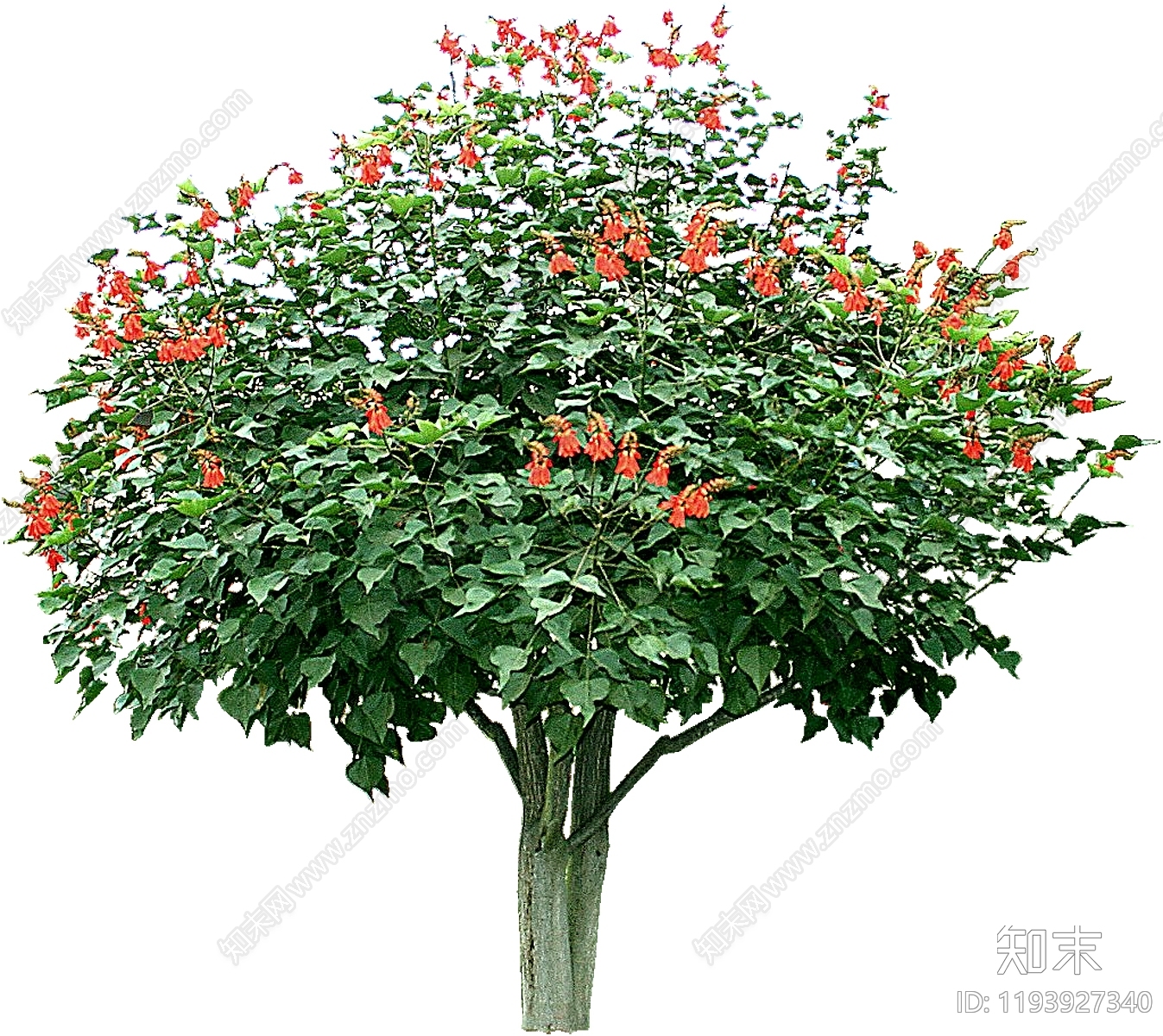 草本花卉设计素材精品下载_知末网