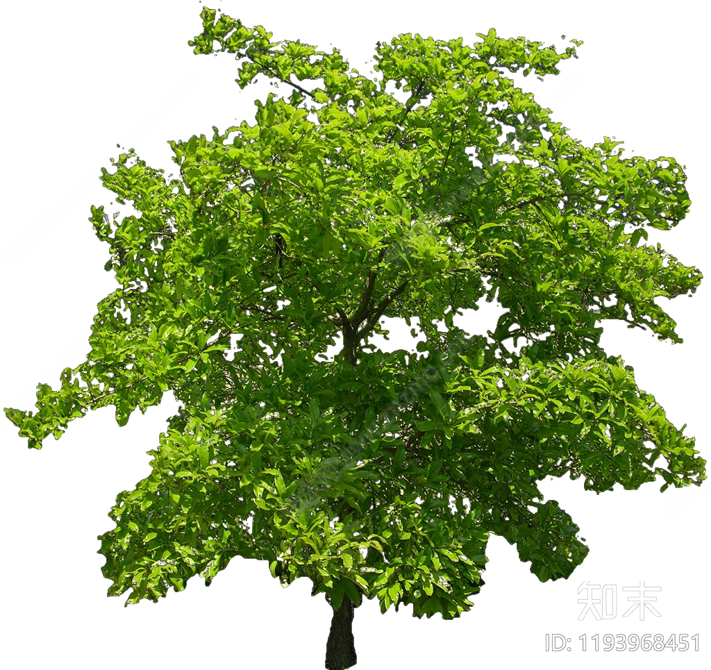 现代乔木下载【ID:1193968451】