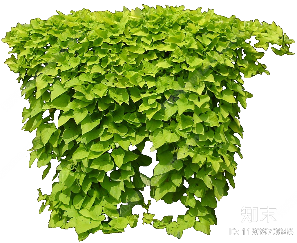 现代乔木下载【ID:1193970846】