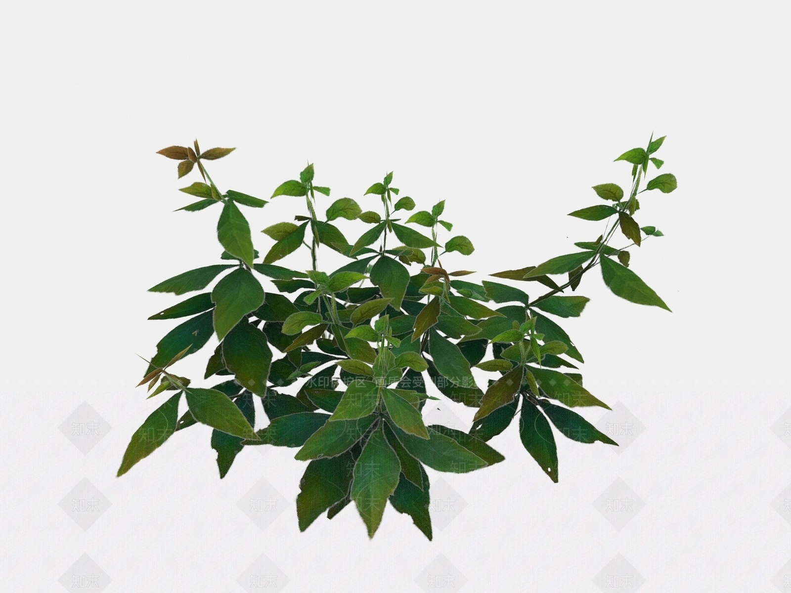 现代植物花草小花3D模型下载【ID:1194045216】