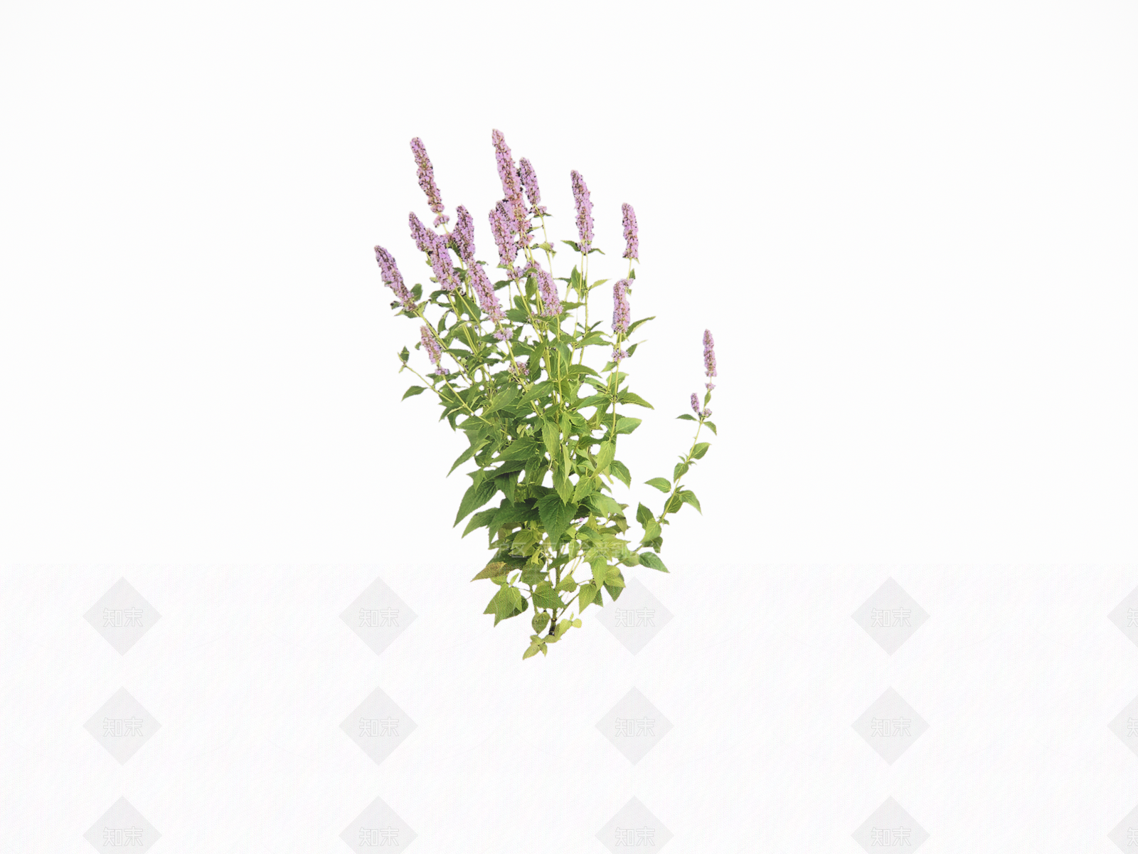 花草SU模型下载【ID:1194073084】