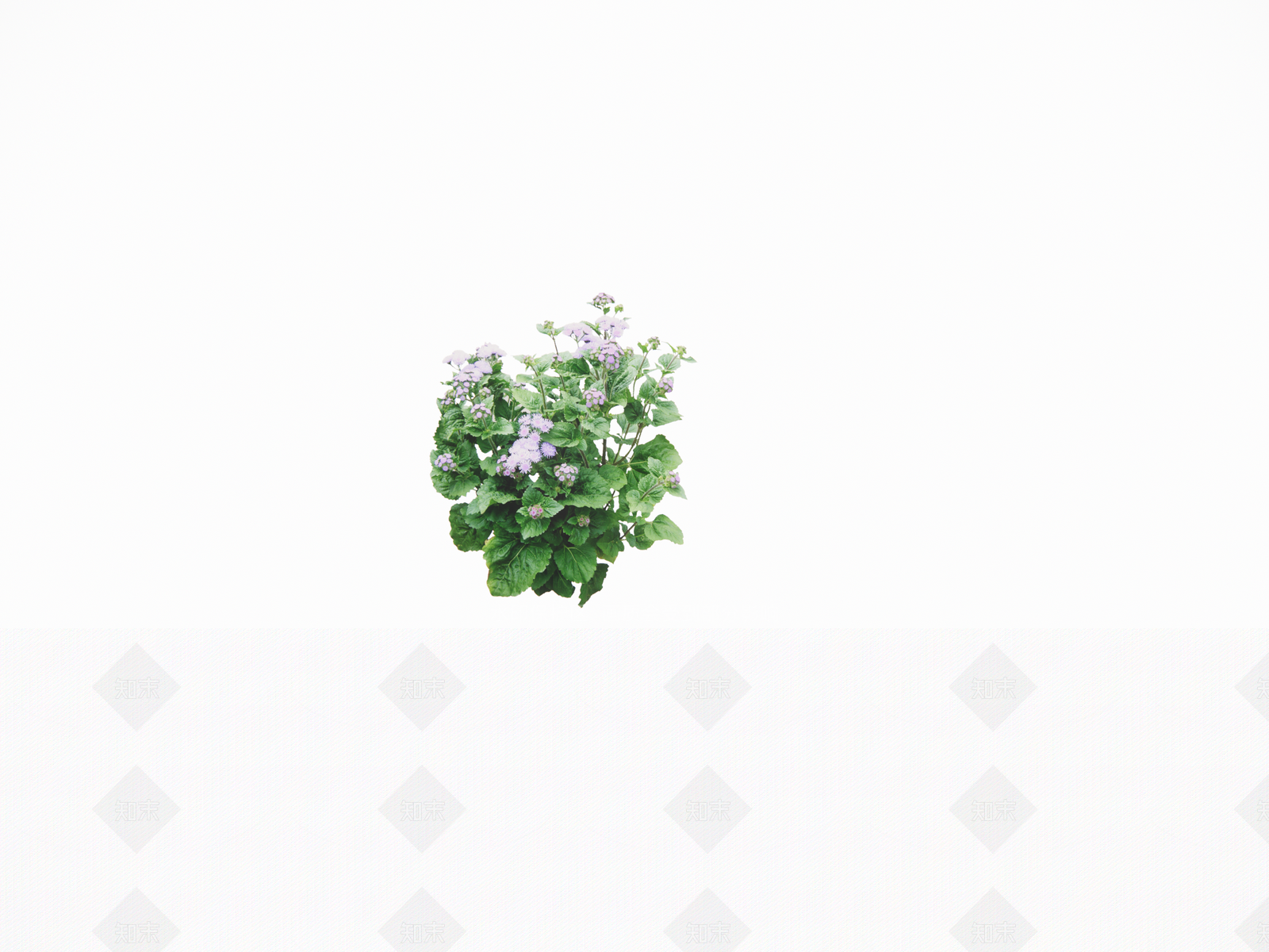 花草SU模型下载【ID:1194073849】
