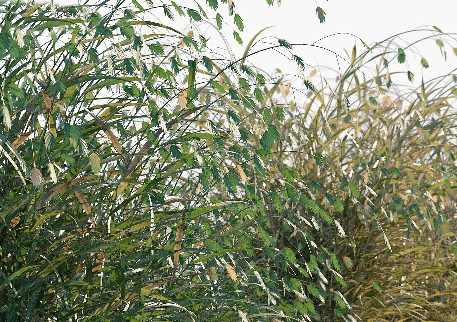 现代植物3D模型下载【ID:1194077412】