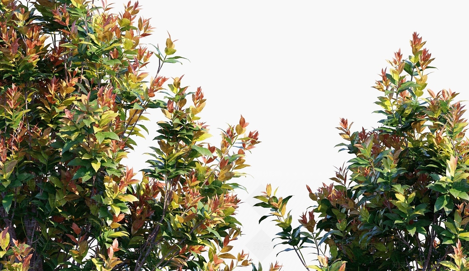 现代植物灌木3D模型下载【ID:1194077454】