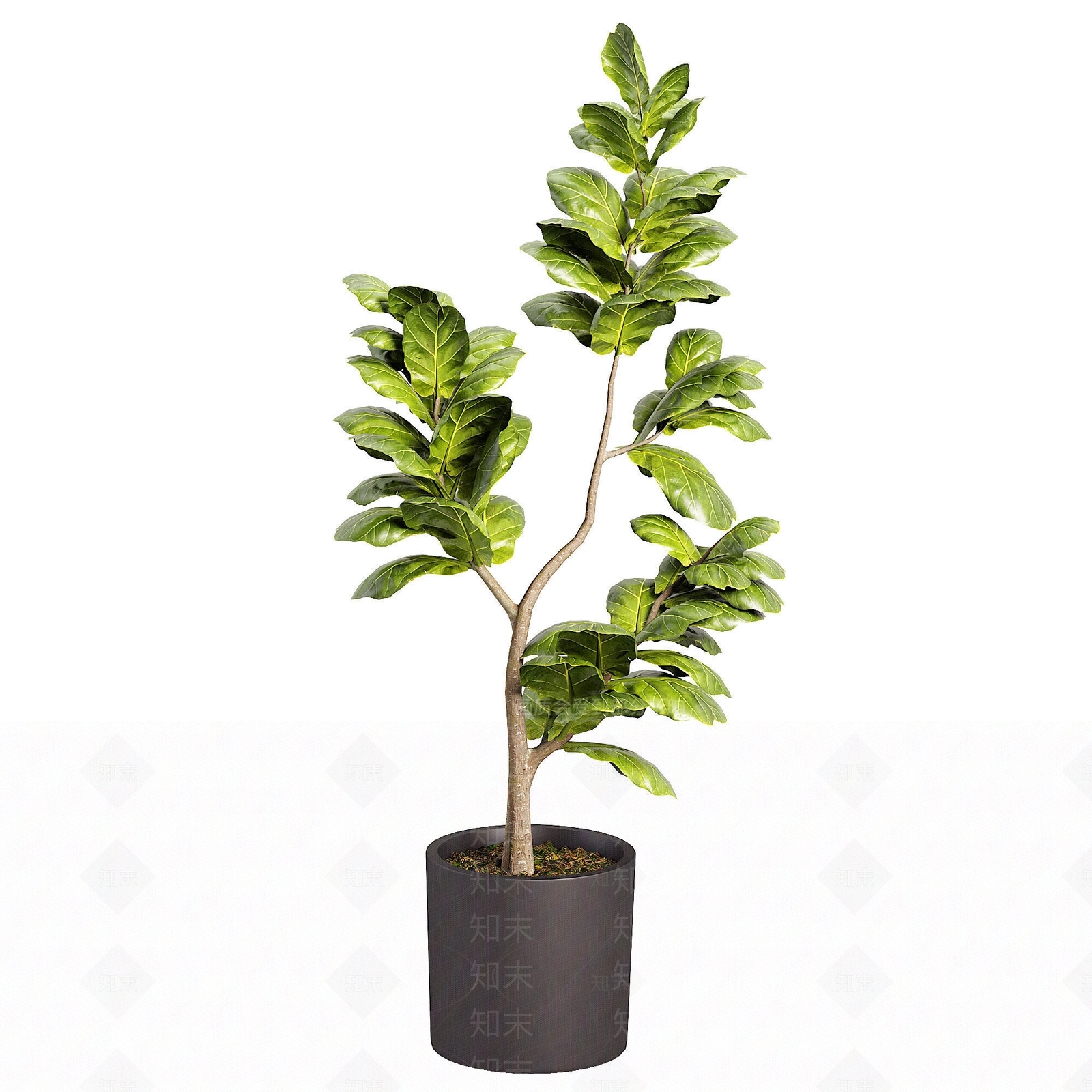 盆栽3D模型下载【ID:1194108534】