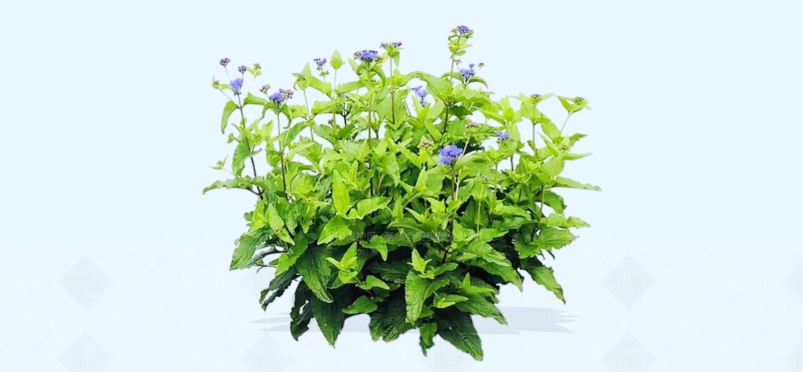灌木SU模型下载【ID:1194200097】
