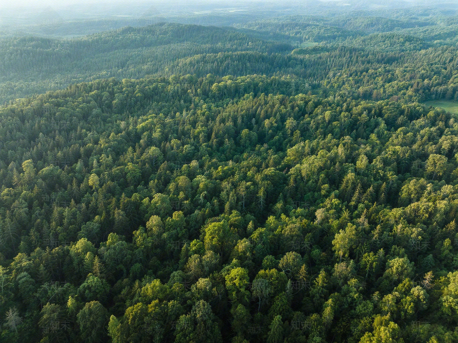 现代树林贴图下载【ID:1194223634】