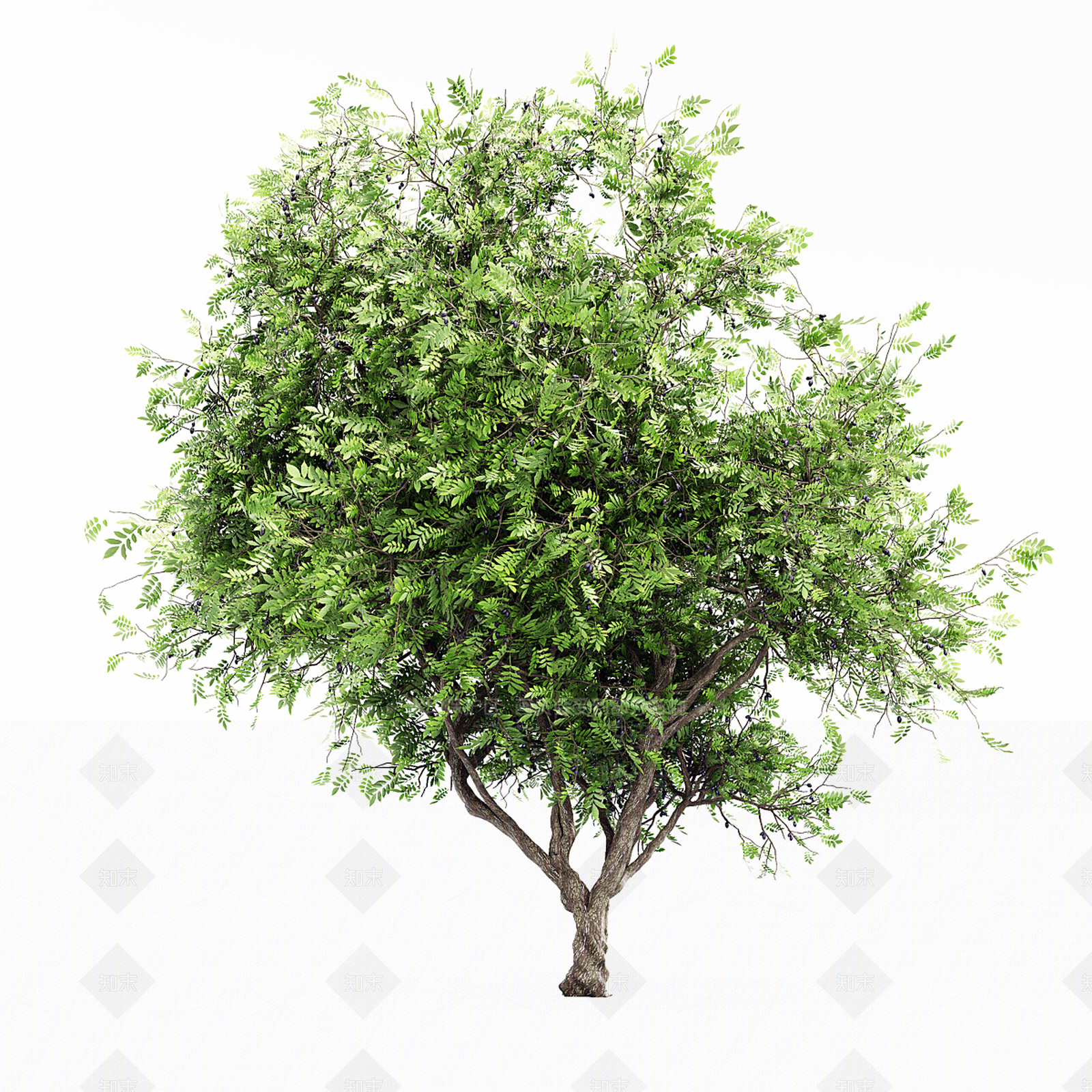 其他树木3D模型下载【ID:1194301819】