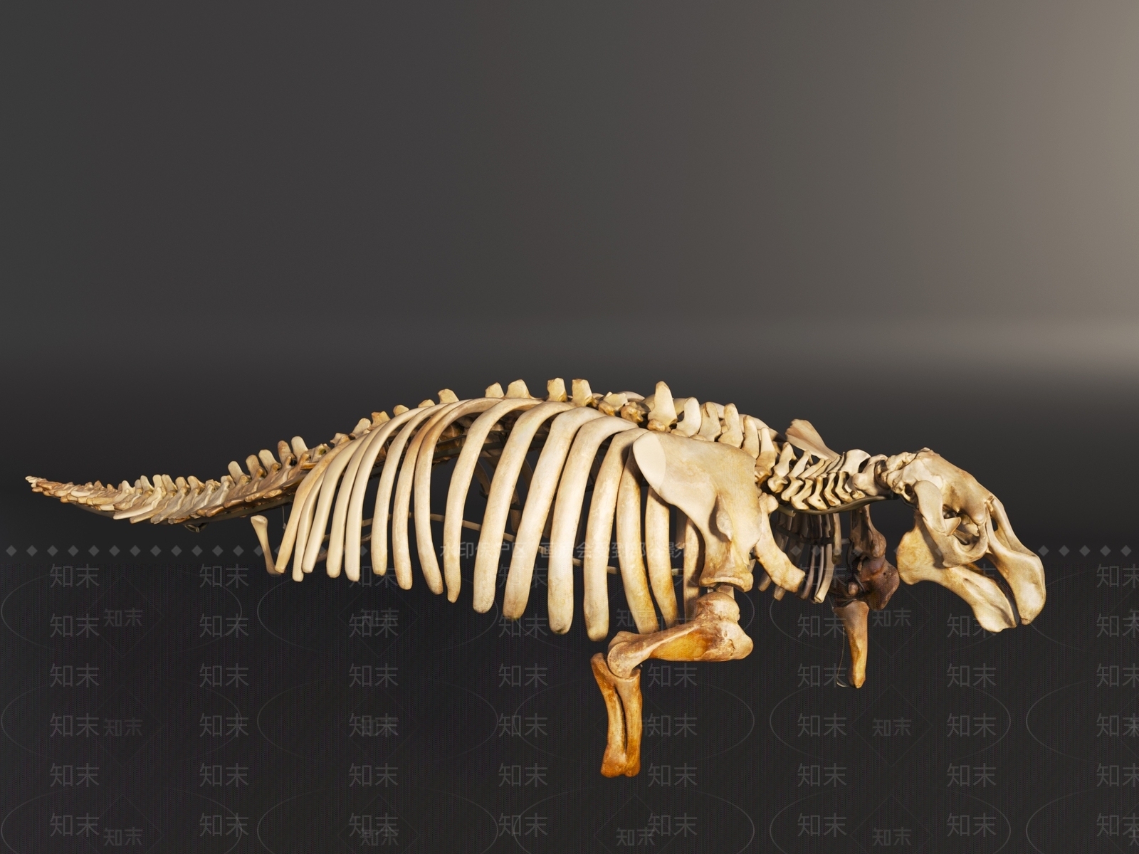 其他动物3D模型下载【ID:1194335823】