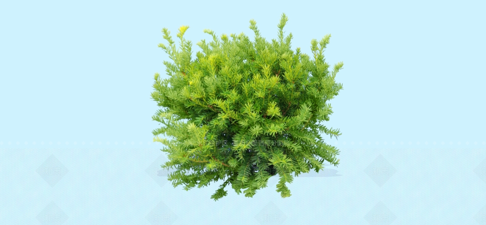 灌木SU模型下载【ID:1194405511】