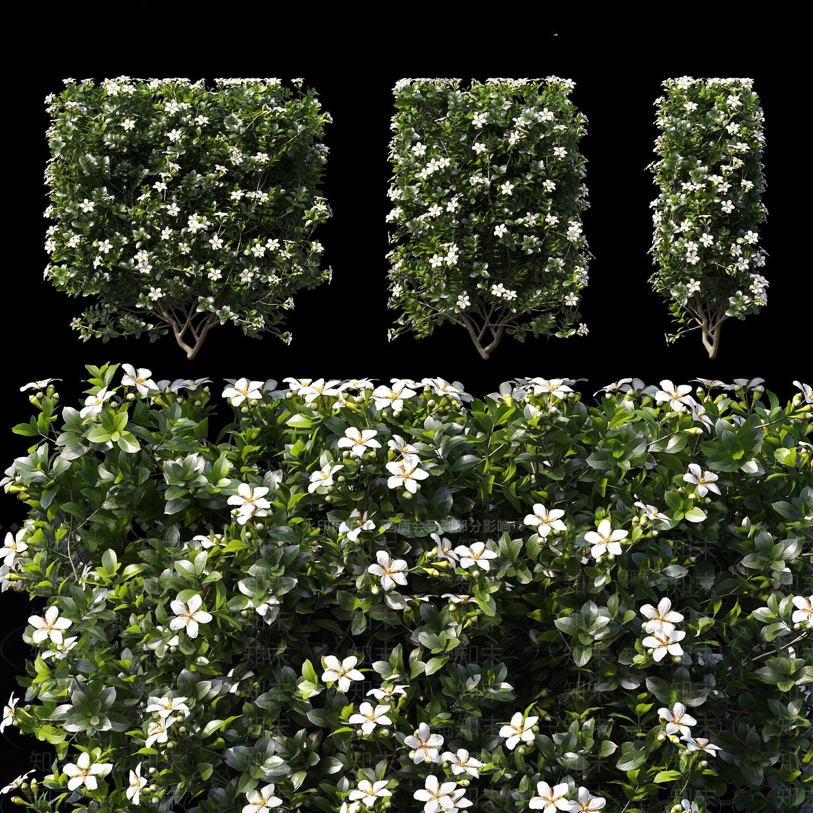 现代绿植栀子花3D模型下载【ID:1194636275】