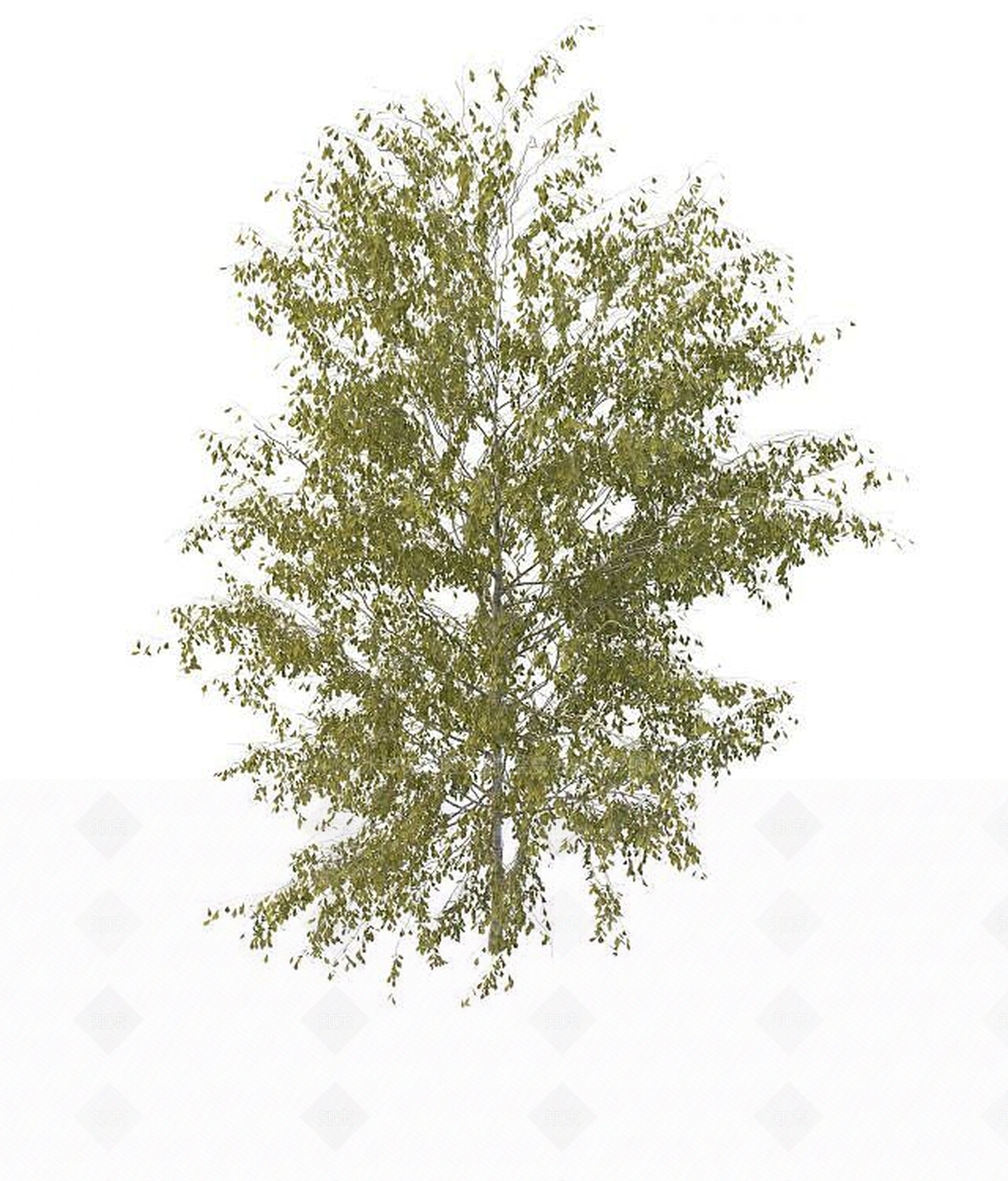 现代景观树3D模型下载【ID:1194640382】