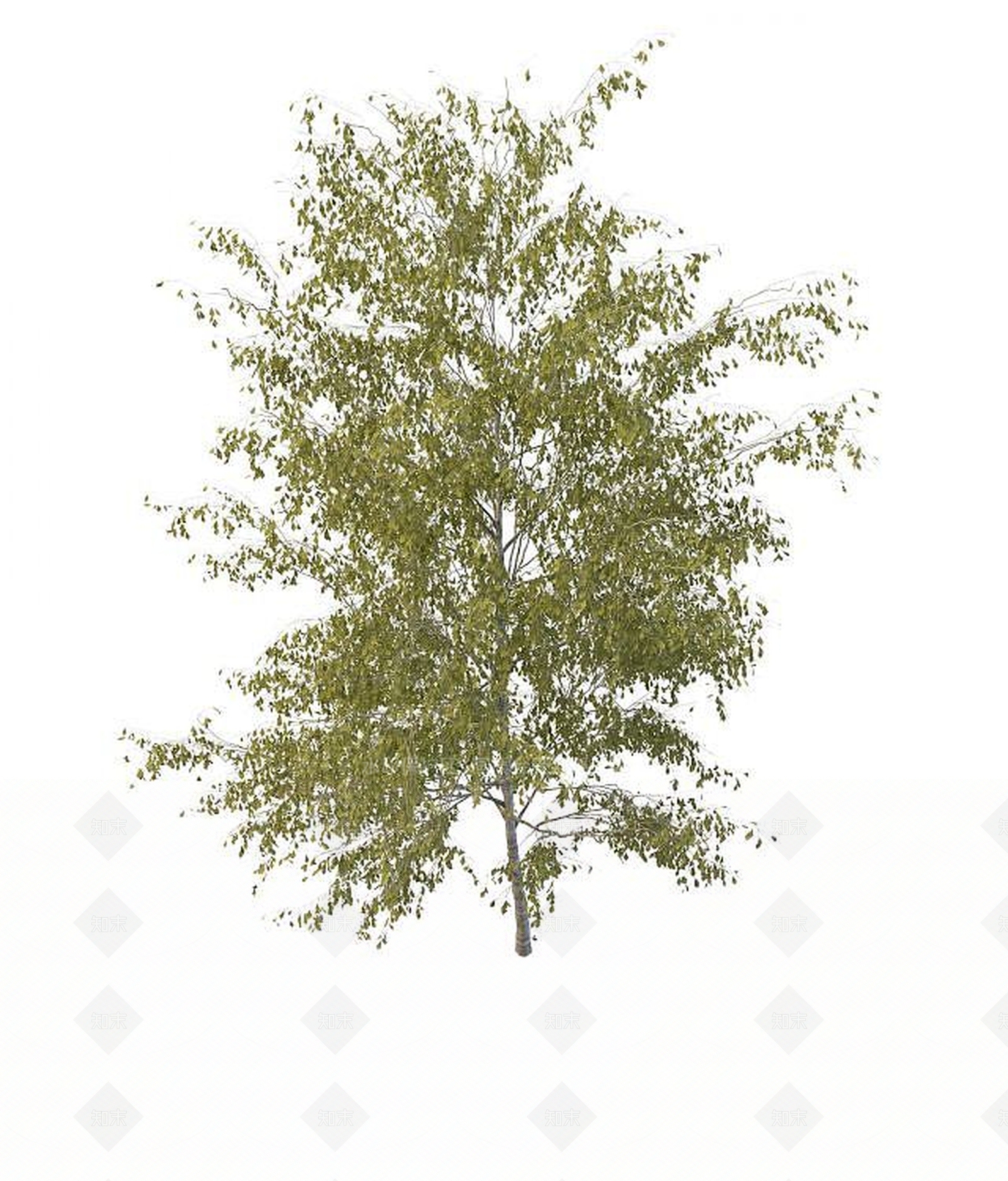 现代景观树3D模型下载【ID:1194640382】