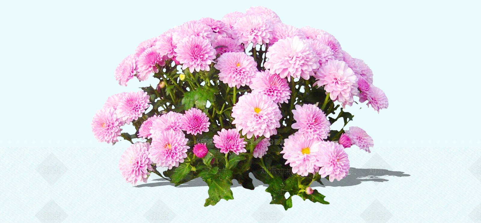 花草SU模型下载【ID:1194804223】