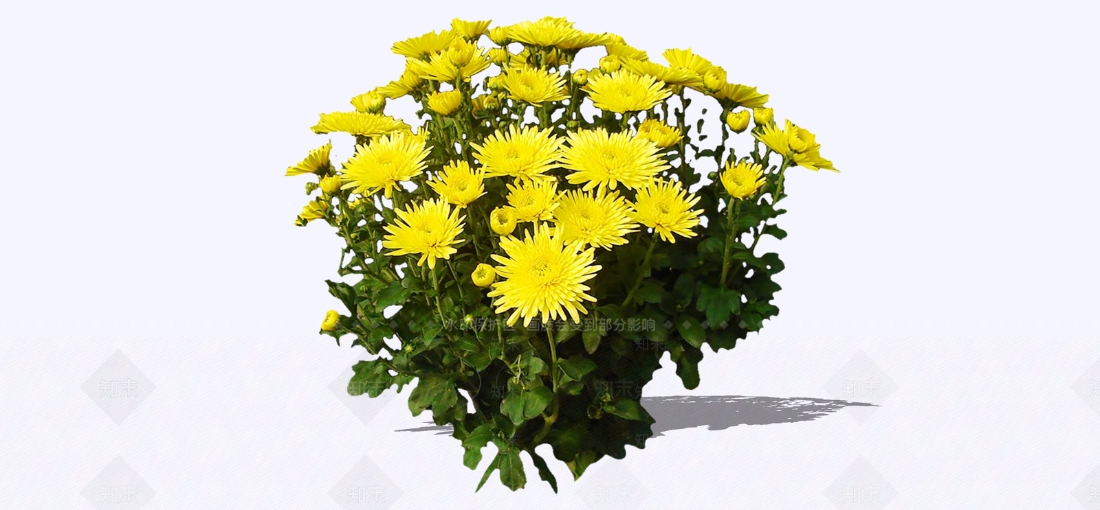 花草SU模型下载【ID:1194804347】