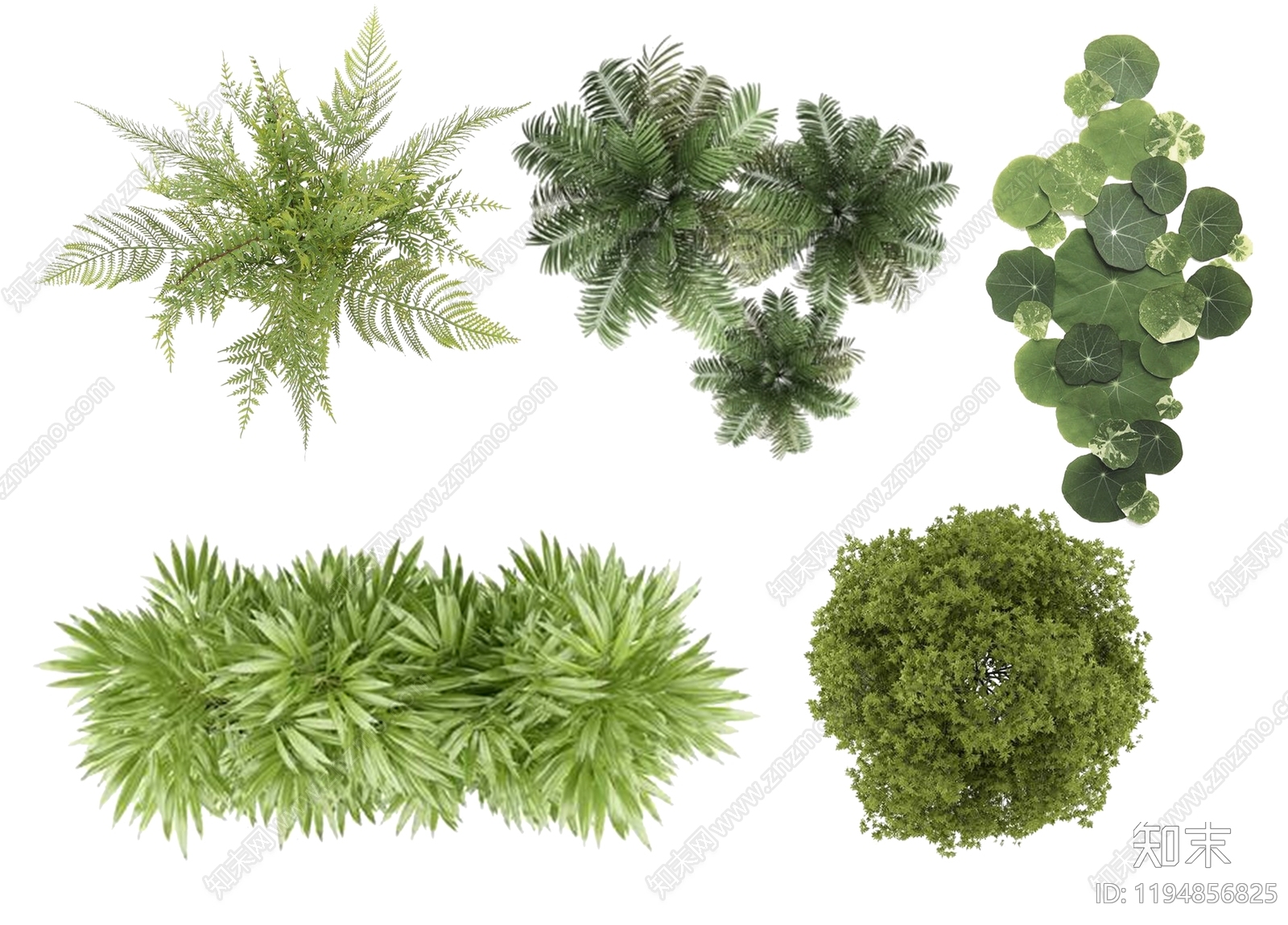 现代植物组团下载【ID:1194856825】