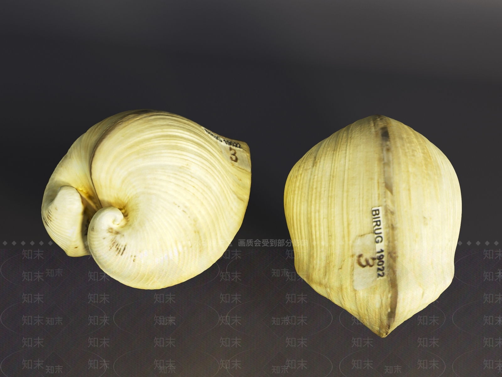水生类动物3D模型下载【ID:1195065687】