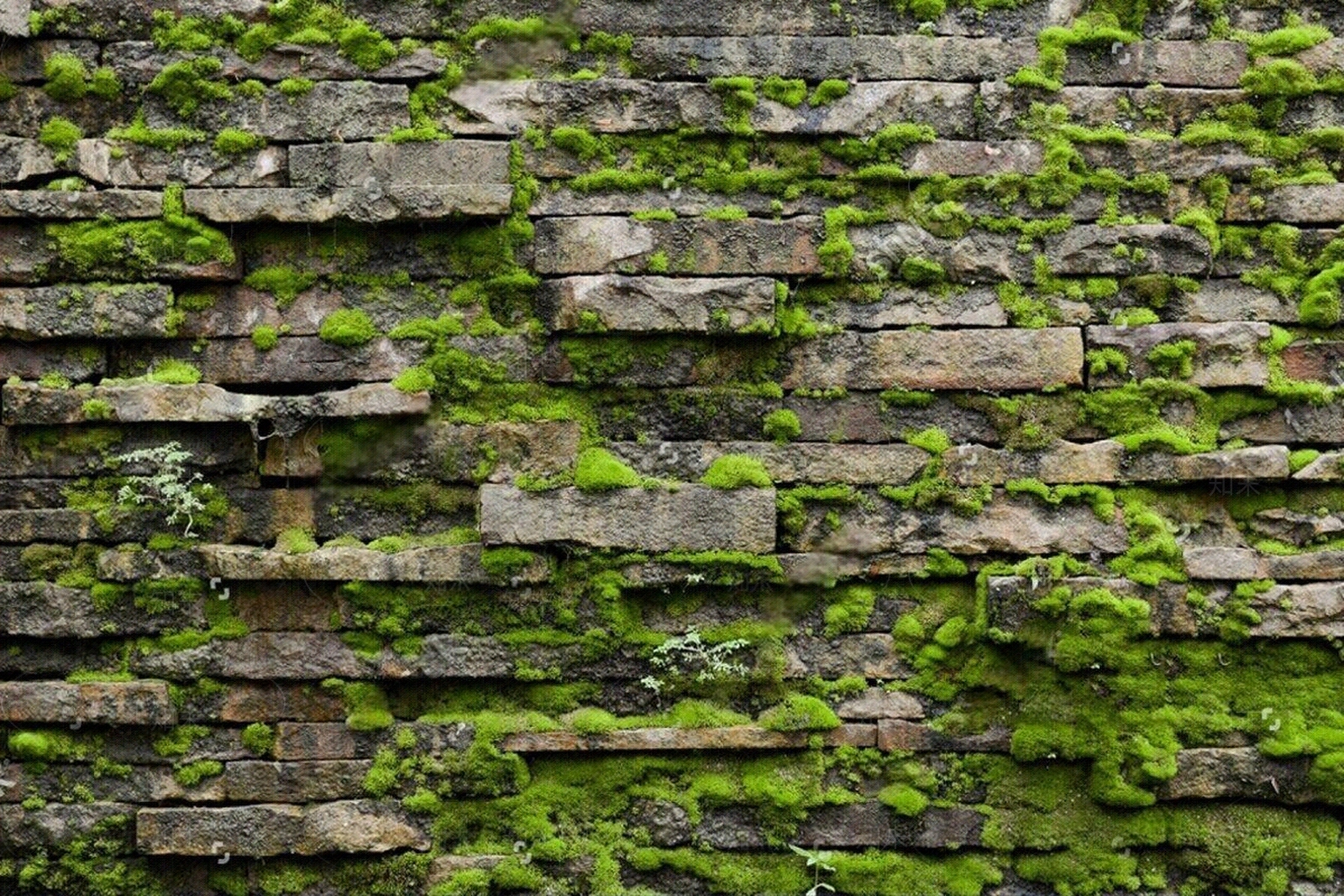 侘寂原木绿植墙贴图下载【ID:1195109984】