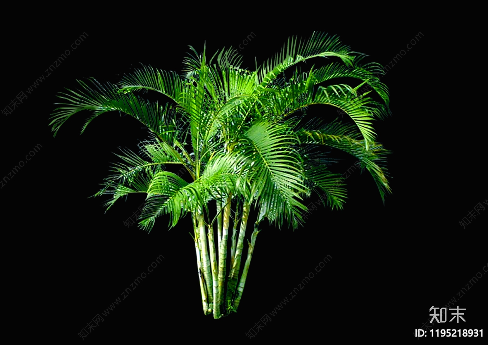 现代极简热带植物下载【ID:1195218931】