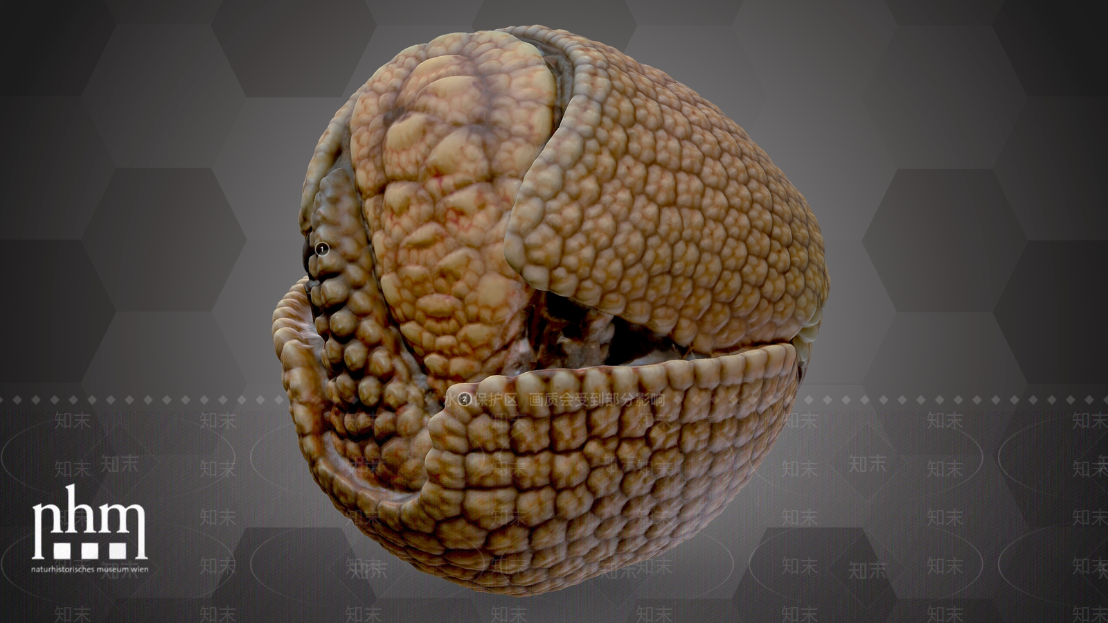 其他动物3D模型下载【ID:1195441922】