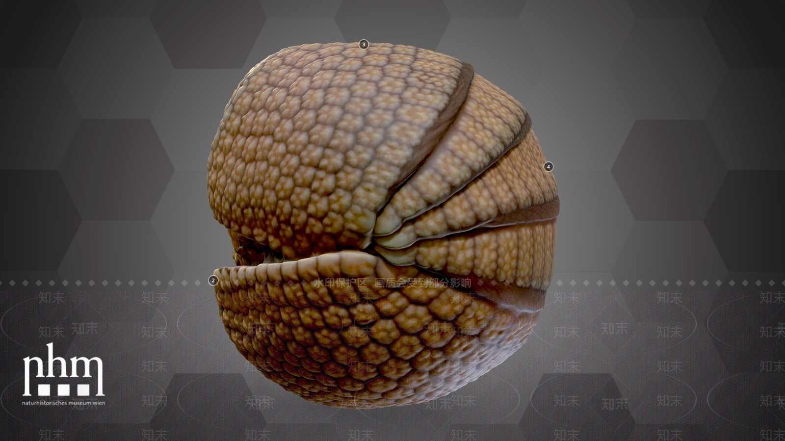其他动物3D模型下载【ID:1195441922】